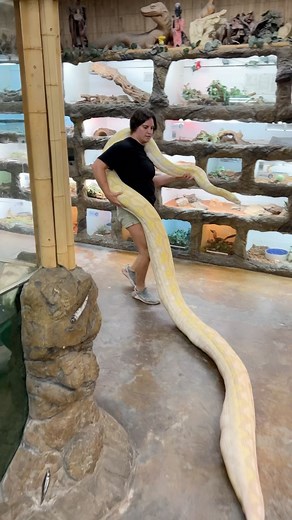 The Reptile Zoo | Pulled out the girl power on this one 😂 one big beautiful albino Reticulated python 🐍 • • • #big #snake #strong #girl #girlpower... | Instagram