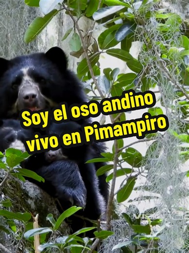 EL OSO ANDINO VIVE EN PIMAMPIRO Y ESTÁ EN EXTINCIÓN CUIDEMOSLO. El oso andino es mucho más que una especie: es el símbolo vivo de la riqueza natural de Pimampiro. El reportaje se realizo mientras se realizaba la campaña de apadrinamiento de osos impulsada por la FundaciónCon Sentido , reportaje de Visión 360 de Ecuavisa, realizado por el periodista Tomás Ciuffardi. Sigamos uniendo esfuerzos para proteger nuestro patrimonio natural y construir un futuro donde la conservación y el desarrollo vayan