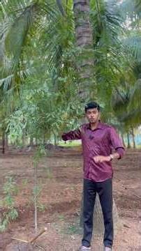 Weak coconut branches need Potash, Calcium, and Copper to regain strength and support growth