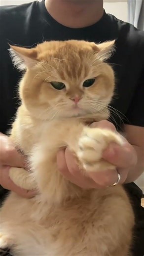 First year and Titi Clearly still not convinced#First year and Titi#Golden Gradient#Golden