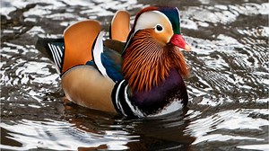 À Central Park, un canard mandarin séduit les foules