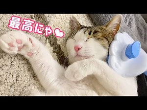 【換毛期】大好きなブラッシングをされて､ご満悦な保護猫達