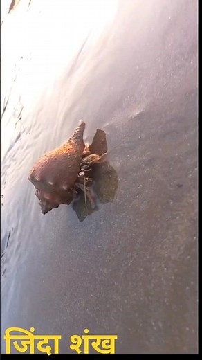 जिंदा शंख Live sea shell, conch #beach #shell #sea #seashell #shankh #creature #seaworld #ocean