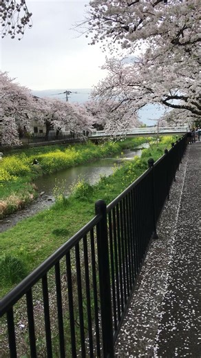Exploring the Beauty of Sakura Blossoms in Japan