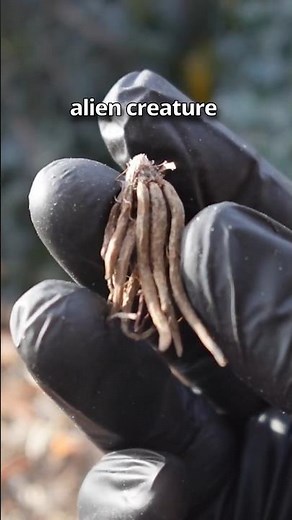 Looks Weird, Blooms Beautiful 🌸 How to Grow Ranunculus Spring Bulbs