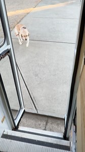 Ginger is first on the bus this morning and ready to pick up her friends! | The Storybook Bus