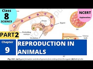 NCERT Class 8 Science Chapter 9: Reproduction in Animals (PART 2)