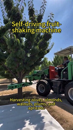 Self-driving fruit-shaking machine, suitable for olives, walnuts, and almonds.