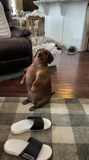Brown Dachshund Interacts in Cozy Indoor Settings