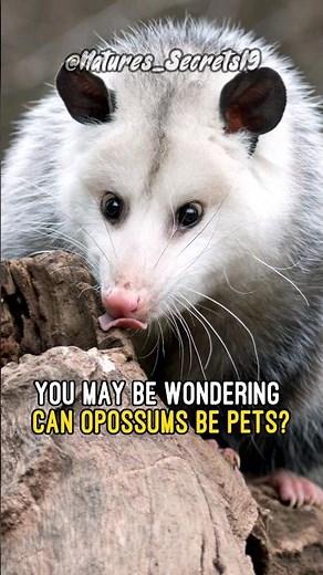 Can Opossums be Pets?