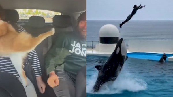 Amazing Interactions Between Visitors and Playful Animals