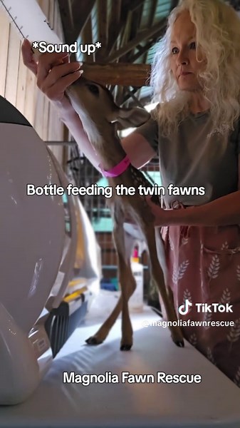 magnoliafawnrescue on TikTok