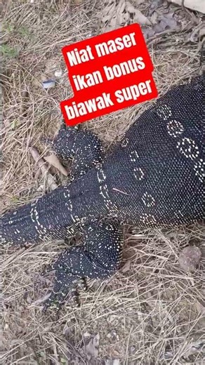 bonus Biawak babon. #fishingjava #wko #pasermania #paserikan