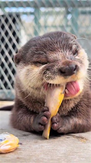 Spring Festival Weight Gain: My 5-Pound Journey, Plus Adorable Otter Fun