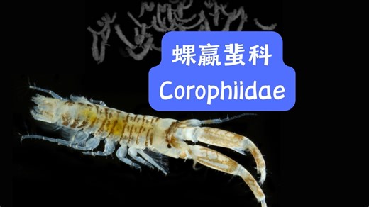 腿分泌水泥，潮间带疯狂打洞：蜾蠃蜚科