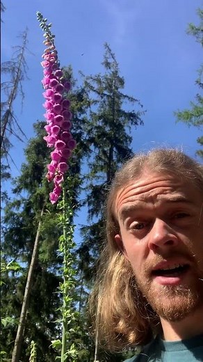 Finger weg vom Fingerhut