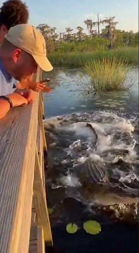 Too Close for Comfort! Alligator Encounter in the Swamps! 🐊😱
