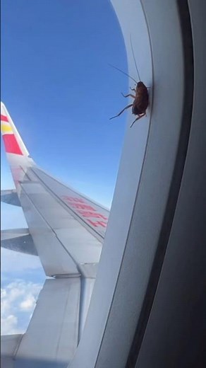 How can this roach climb on the window? Cockroach fly over the sky