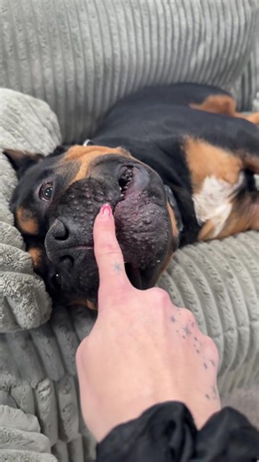 Annoying my dog until he decides to straighten up his attitude 😆 #sillydog #xlamericanbully🦍 #poking