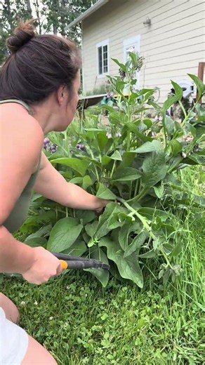 The benefits of Comfrey | closed loop system | permaculture