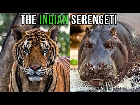 REWILDING INDIA: Restoring The Indian Serengeti