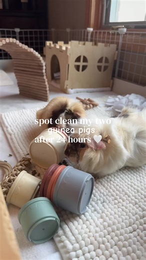 Caring for My Guinea Pigs: Cleaning Routine Insights
