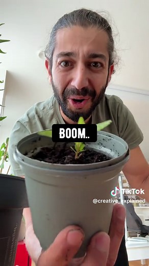 Growing Blueberries from Market Berries