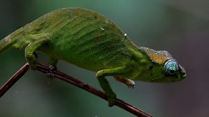🇾🇹🇫🇷 Mayotte et sa nature surprenante 😍🙏 Caméléon , Arbre qui saigne , papillons , fleurs et oiseaux , voici le résumé d'une randonnée avec les Naturalistes de Mayotte 🇬🇧 Mayotte and its surprising nature 😍🙏 Chameleon, Bleeding tree, butterflies, flowers and birds, here is the summary of a hike with the Naturalistes de Mayotte . . . . . . Tourisme Mayotte Mayotte la 1ère | Lauzad