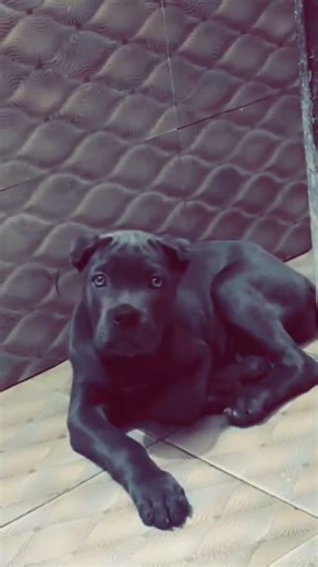 #shadowunleashed #1ksubscribers #canecorsopuppy #viral