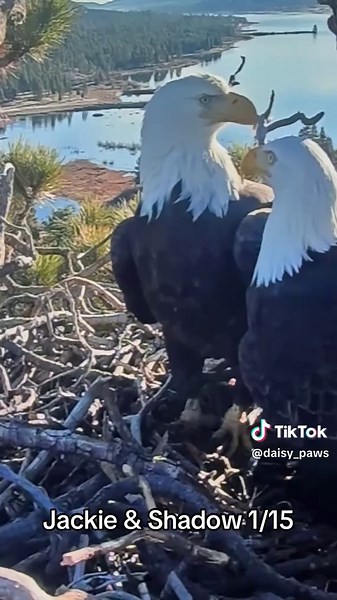 Watch the Big Bear Bald Eagles Live Nest Cam
