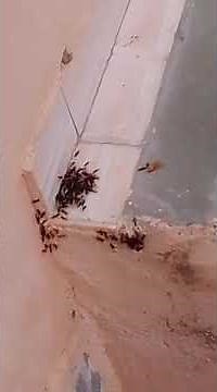 "Rare Mating Aggregation of Winged Ants Caught on Camera"