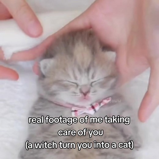 Real Footage of Me Taking Care of You | Cat Transformation