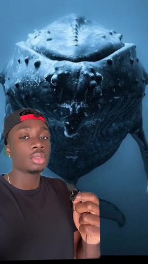 Common humpback W #nature#whale#ocean#wholesome#learnontiktok | Sun Fish