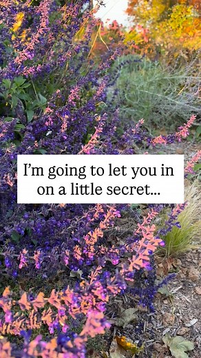 These flowers DO NOT quit! Guys, if you know me then you know I grow A LOT of flowers. So believe me when I say that my Indigo Spires Salvia is the longest blooming perennial that actually looks good the whole entire time. Because a lot of things are “all season” and bloom for months but start to look pretty ragged by the end. Not Indigo Spires. I grew it from a tiny newly planted perennial to this magnificent 4’x3’ forever flowering masterpiece in just a few months. There’s no down period with 