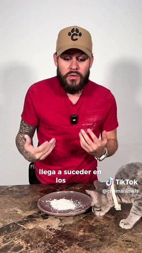 Eliminar pulgas en gatos de forma natural: Diatomeas en Bolivia y Perú