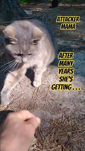 Petting The Unpettable!😲 Adorable Dilute Tortie #adorable #shorts