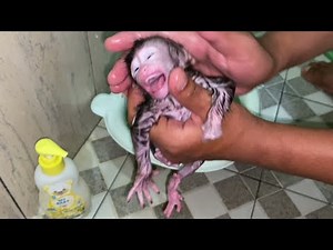 NEWBORN BABY MONKEY LOUI CRYING WHILE BEING BATHED, HE'S SO SMALL AND CUTE