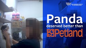 43K views · 1.7K reactions | This is Panda. She’s one of three puppies who became ill in the backroom of a Petland store in Texas. Instead of being immediately taken to a vet, Panda was drugged and force-fed by Petland’s staff. Our investigator later found her lifeless body in their freezer. Help us fight for justice for animals like Panda: https://hsus.link/7t8r3y | Humane World for Animals | Facebook