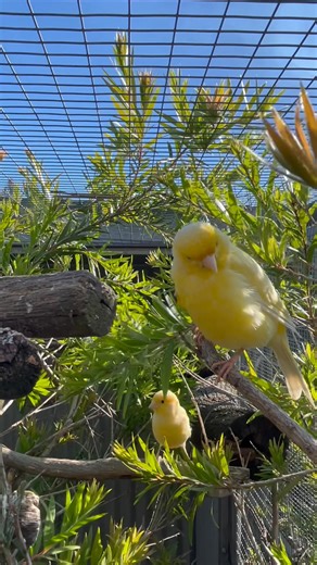 Golden Beeperville ❤️ This aviary deserves a name of its own - one fitting for its gorgeous canary residents. Built around a bottlebrush bush, this aviary is our most natural bird environment. Contrary to popular belief, canaries aren’t solitary by nature. They thrive in sight and sound of others, forming small social groups where they chat, argue, court, and sing back and forth. Even when they seem apart, they’re always listening for each other - a reminder that connection doesn’t always need c
