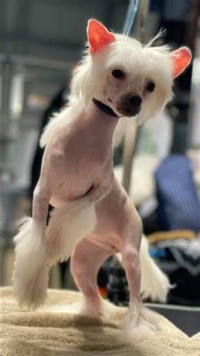 WHOA!! WAIT… these pups are all Chinese Crested DOGS?!? 😳