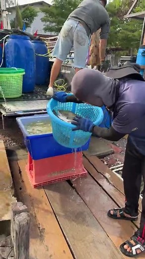 12K views · 186 reactions |  25/11/68 ไลฟ์สด  ลงปลากะพง ชุดใหม่...