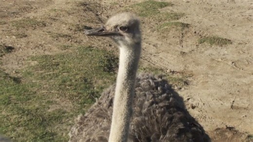 This Bird Can’t Fly But It’s Still Very Tough Against Its Predators