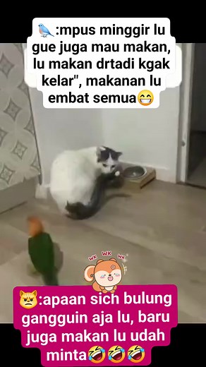 Mpus vs bulung🤣🤣🤣 #fyp #viral #kucinglucu #lucu | Bahagia Dulu