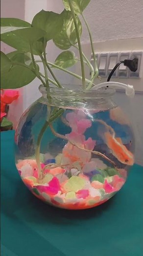 Beautiful Money Plant in Fish Bowl | Setup Easy DIY Home DecorBeautiful Indoor Plant Fish Bowl Setup
