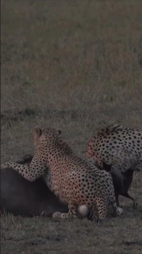 #Incredible footage of cheetah attacking wildebeest at dusk#Shorts