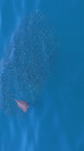 Live action de Buscando a Nemo! 😂😂😂 #Findingnemo #sea #fyp #Maestroraya | The Ocean Hunter