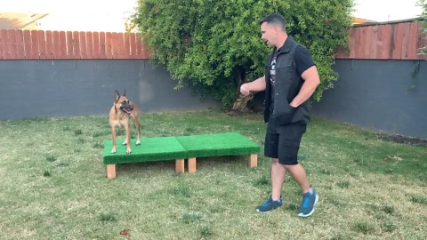 This is how you teach your dog scent detection