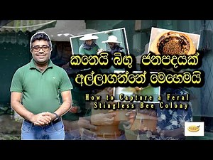 Meliponiculture 1 | කනෙයි බිඟු ජනපදයක් අල්ලාගන්නේ මෙහෙමයි| How to Capture a Stingless Bee Colony