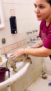 Today we rescued this helpless puppy from the middle of a busy road. 💔 He was all alone without his mother or siblings and was about to get crushed under a car. The poor soul hadn’t slept for many nights, was covered in ticks, and starving.We immediately gave him a warm bath with tick & flea shampoo, proper food, and all the care he deserves. 🐶❤️Every street dog deserves love, safety, and a second chance at life. 🙏 Let’s stand together for the voiceless. Support stray rescue, sterilization, a