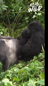 19K views · 267 reactions | Gorillas have an incredible lifestyle: eating, walking, sleeping, and building nests. Grooming strengthens bonds, and looking into their eyes, you feel like someone's home. It's taken a while, but I've really fallen in love with gorillas. #Gorillas #Wildlife #AnimalBehavior #Nature #Conservation #AnimalLove | Real Wild | Facebook